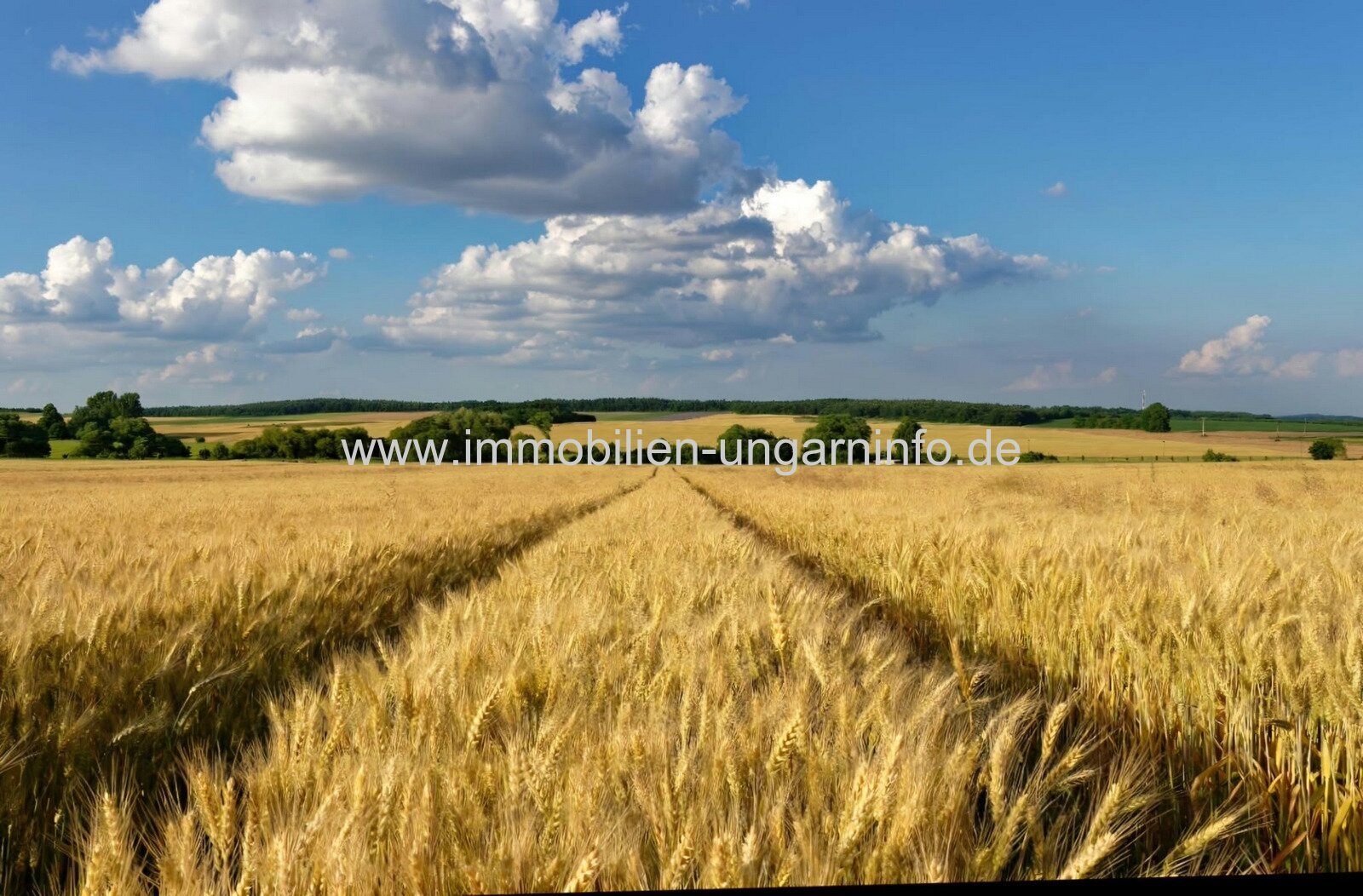 In Böhönye steht ein fast 1 Hektar großes Ackerland zum Verkauf In Böhönye steht ein fast 1 Hektar großes Ackerland zum Verkauf